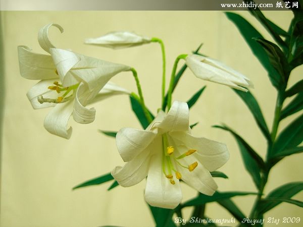 ˮƷֽ⟳hٺϡEaster Lily by Origami