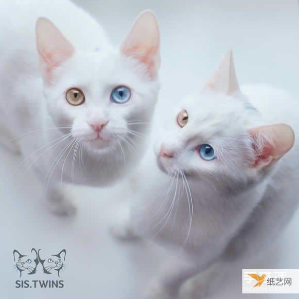 ˵Ķȫڻ˫̥ɫСè Sis.Twins.